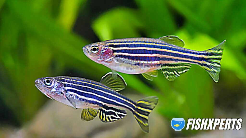 ZEBRA DANIO OR ZEBRAFISH LIFE EXPECTANCY