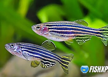 ZEBRA DANIO OR ZEBRAFISH LIFE EXPECTANCY