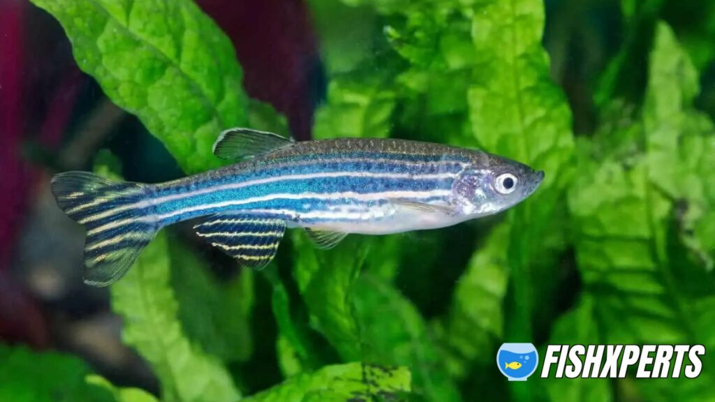 Zebra Danio (Zebrafish) Care