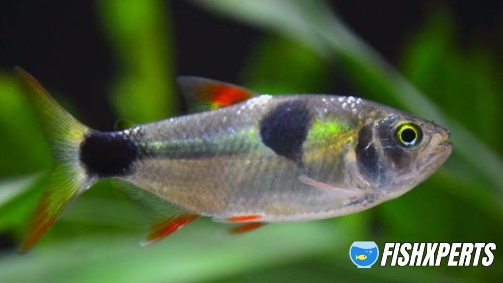 beautiful Bucktooth Tetra