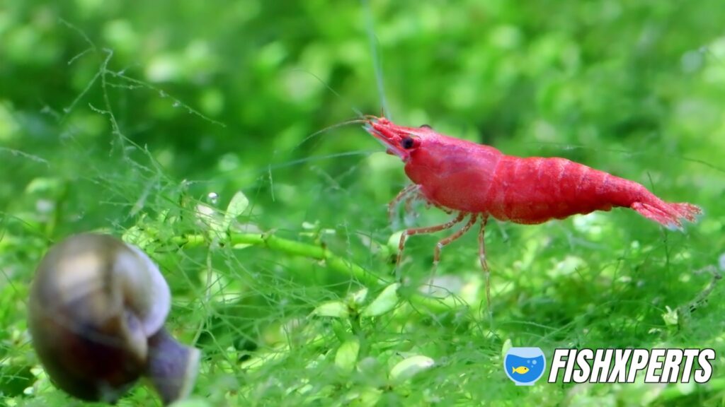 beautiful Cherry Shrimp