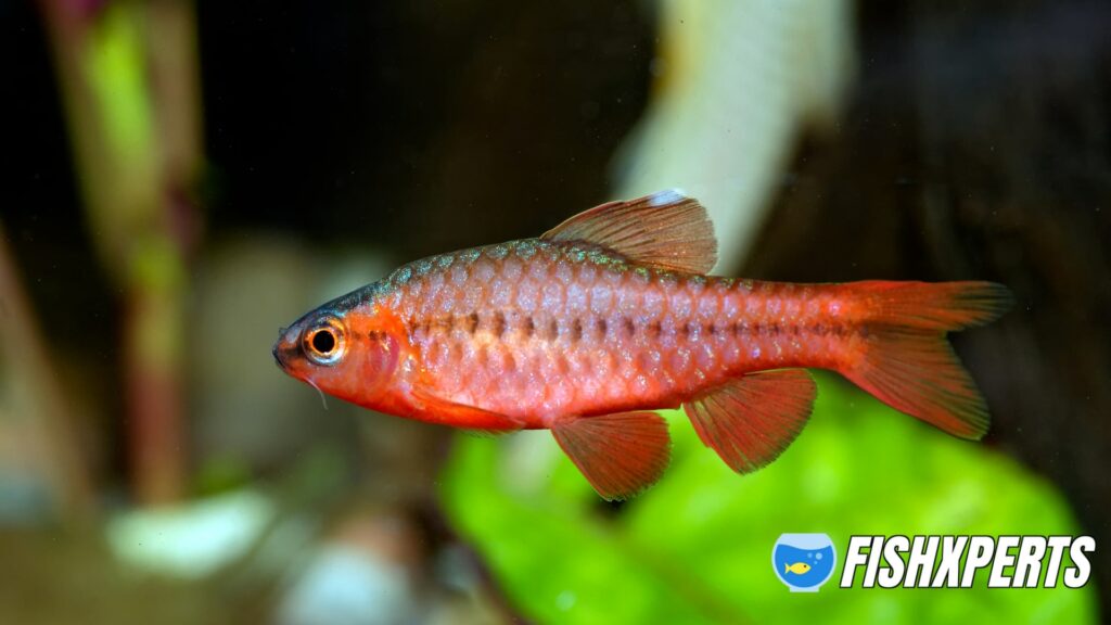 descent Cherry Barb