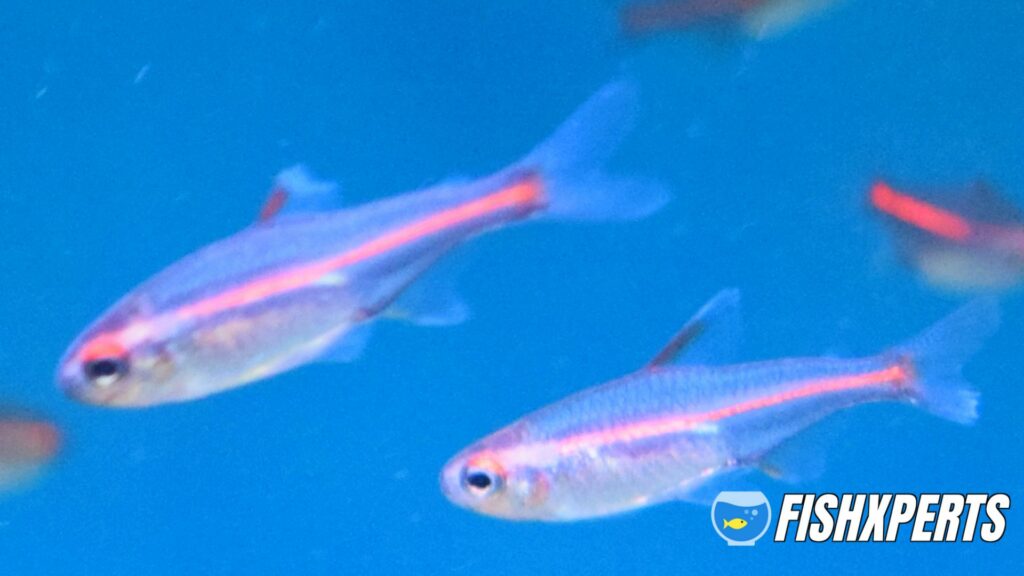 group of glowlight tetra tropical fish in tank