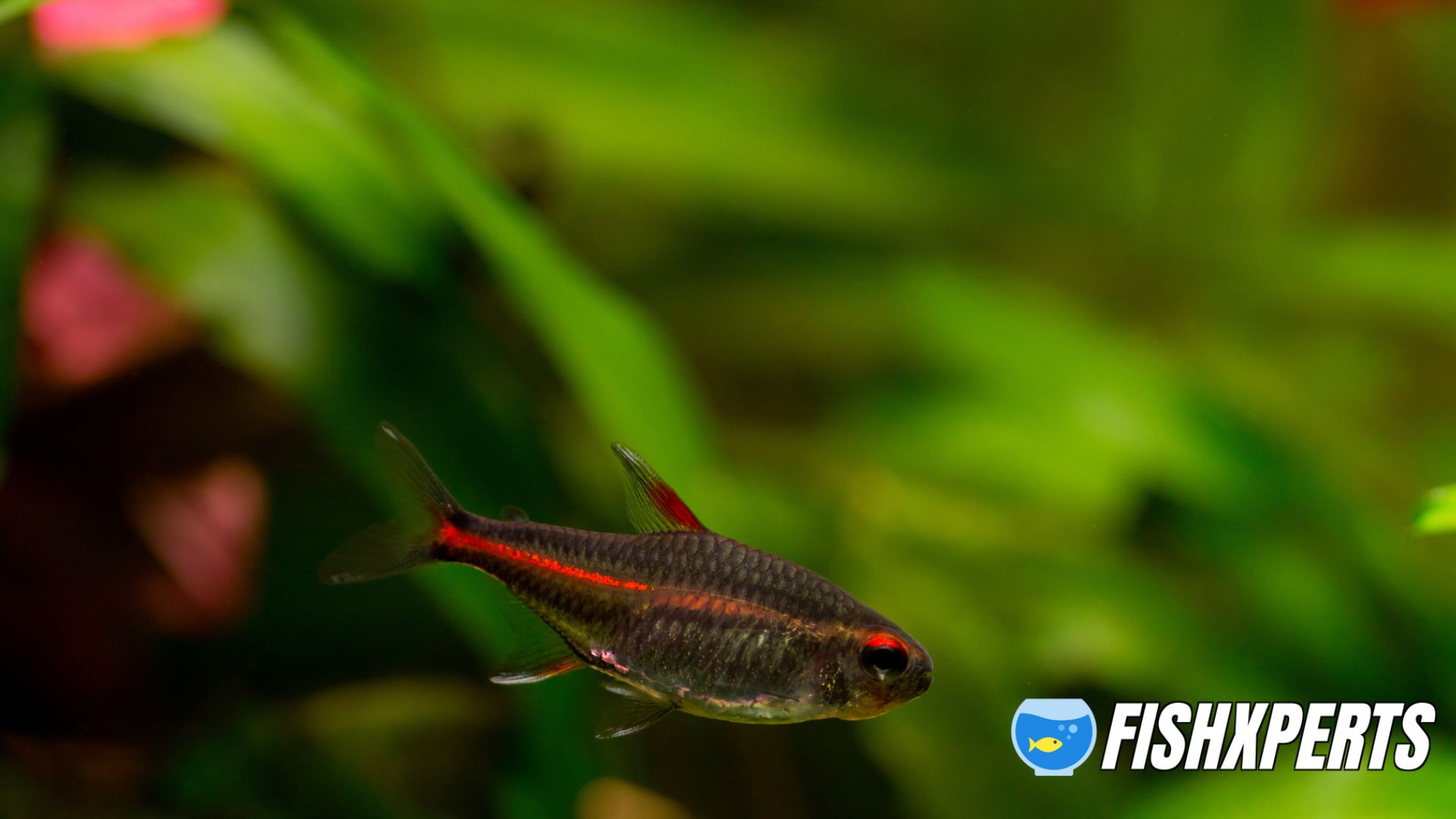 one glowlight fish in front of a blur green background