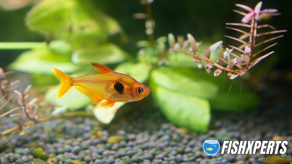 Beautiful Red Phantom Tetra fishes in beautiful planted aquarium