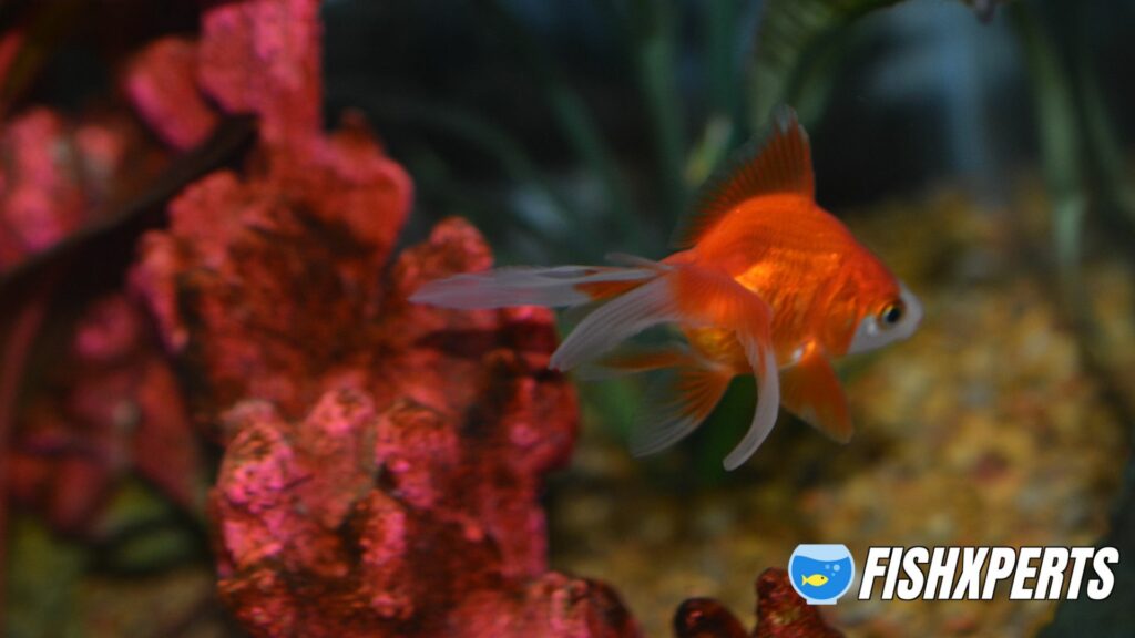 Beautiful Ryukin Goldfish in home aquarium.