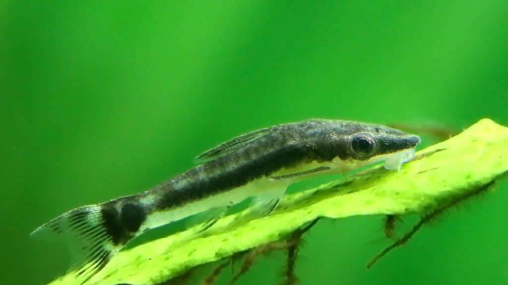 Closeup of an otocinclus in planted aquarium