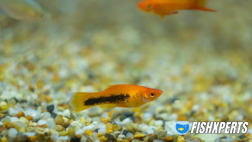 Colorful aquarium Molly fishes color