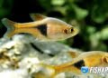 Harlequin Rasbora, rasbora heteromorpha