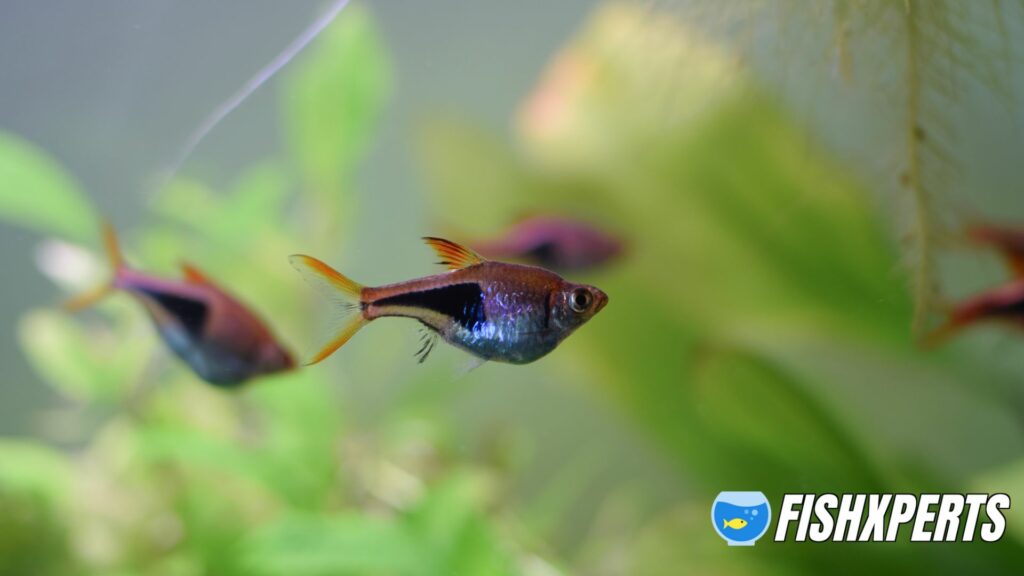 Harlequin rasbora (Trigonostigma heteromorpha), small aquarium fish