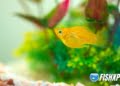 Little Molly fish