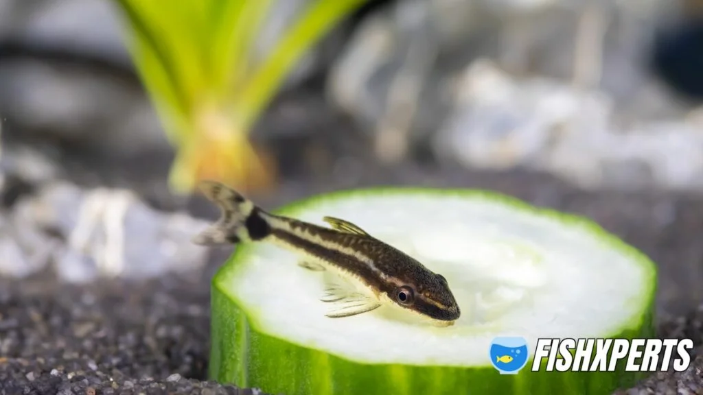 Otocinclus dwarf catfish eating cucumber