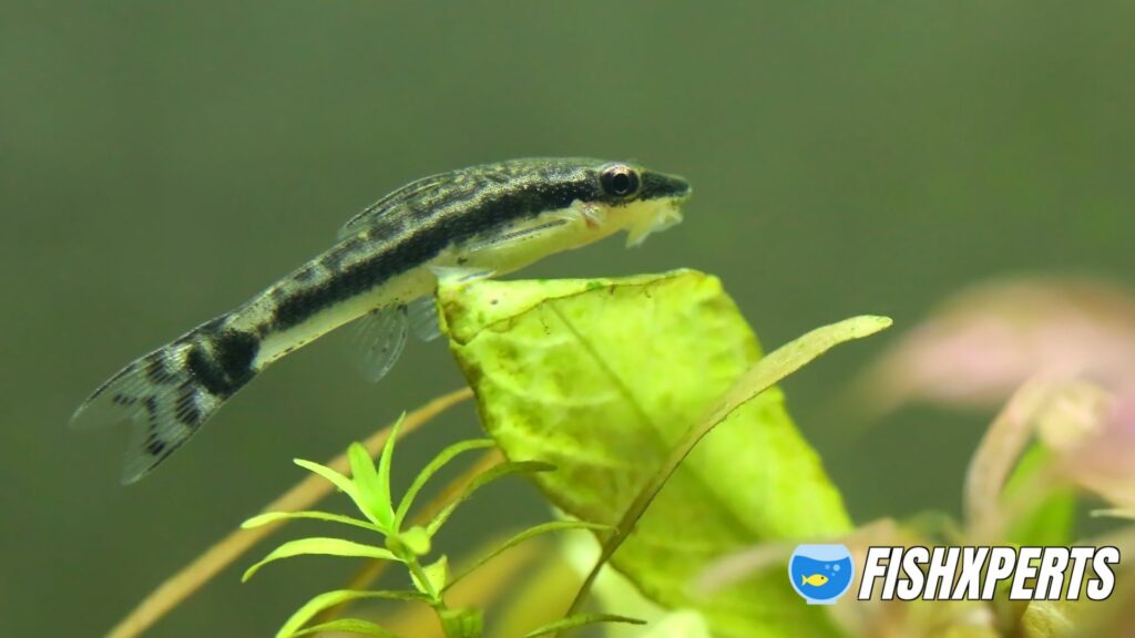 Otocinclus sitting o java fern in planted aquarium