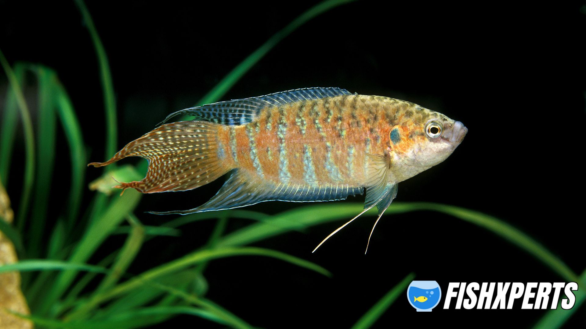 Paradise Fish Care - Fishxperts