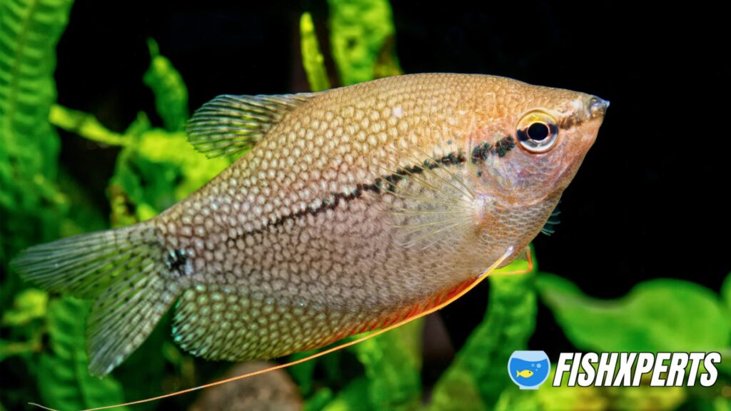 Pearl gourami in a aquarium (Trichopodus leeri)