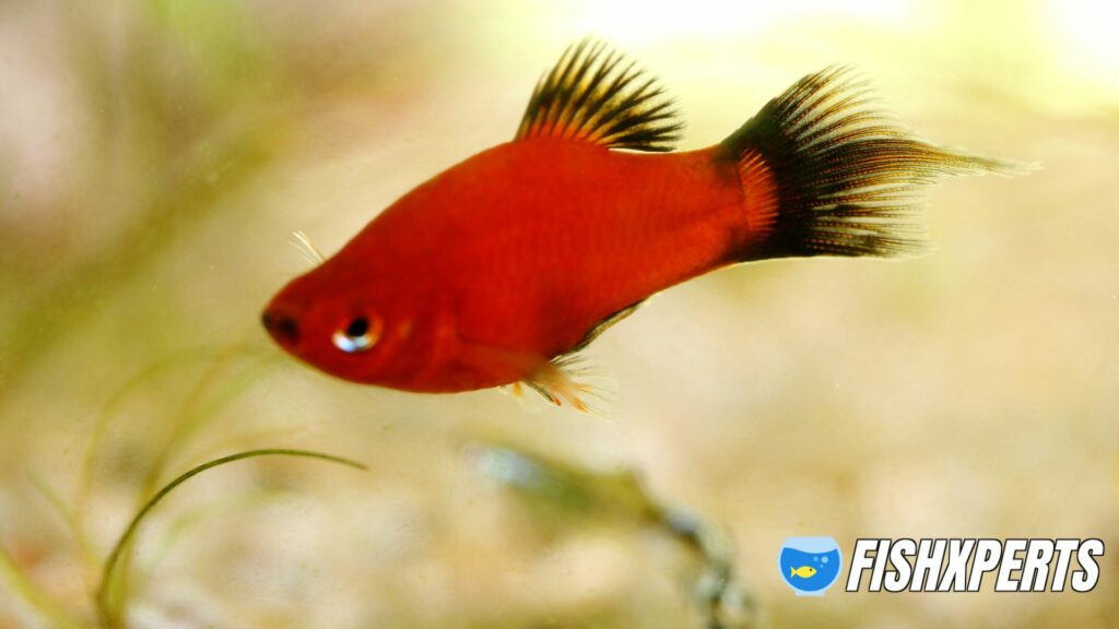 Platy (Xiphophorus maculatus), a popular freshwater aquarium fish