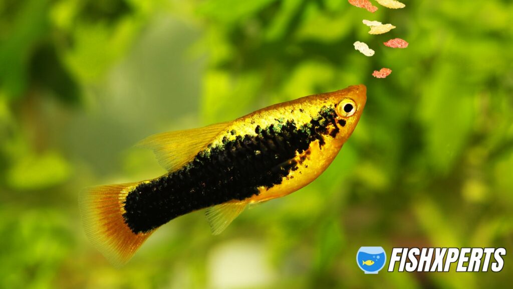 Platy eating fish flake food feeding aquarium fish