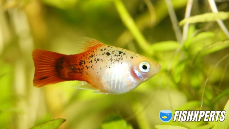 Platy Fish Care