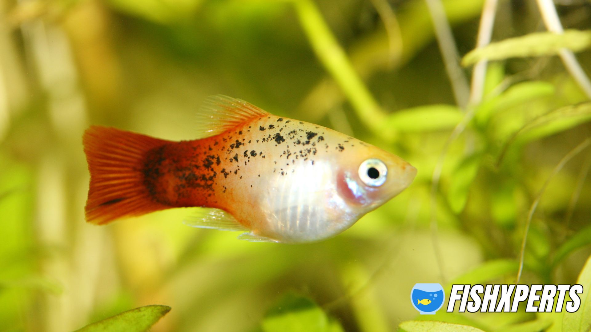 Platy fish(Xiphophorus maculatus), a popular freshwater aquarium