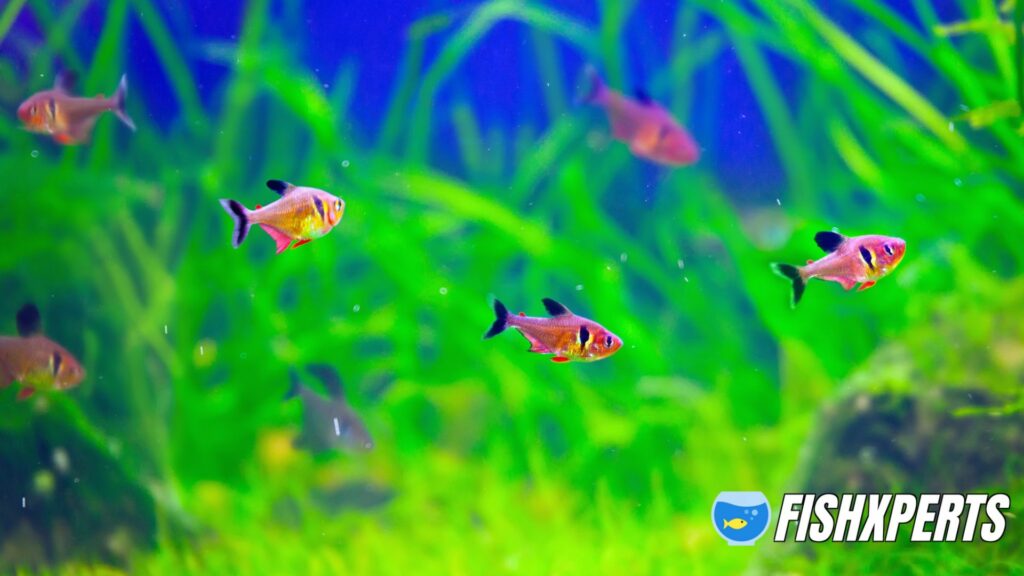 Red Phantom Tetra fishes in beautiful planted aquarium
