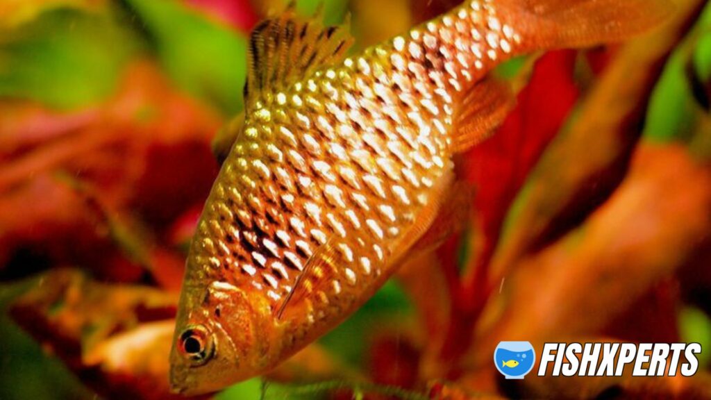 Rosy Barb_ A Freshwater Aquarium Fish That Enjoys Company.jpg
