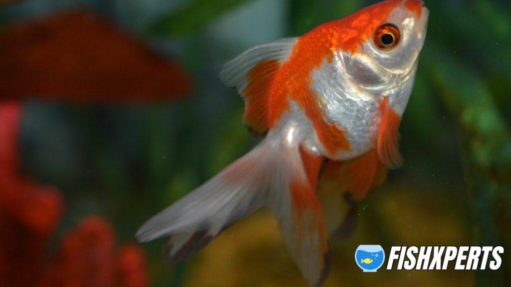 Ryukin Goldfish