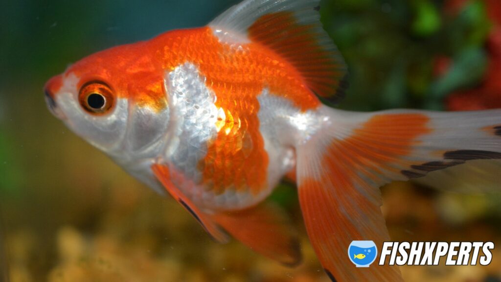 Ryukin Goldfish in home aquarium.