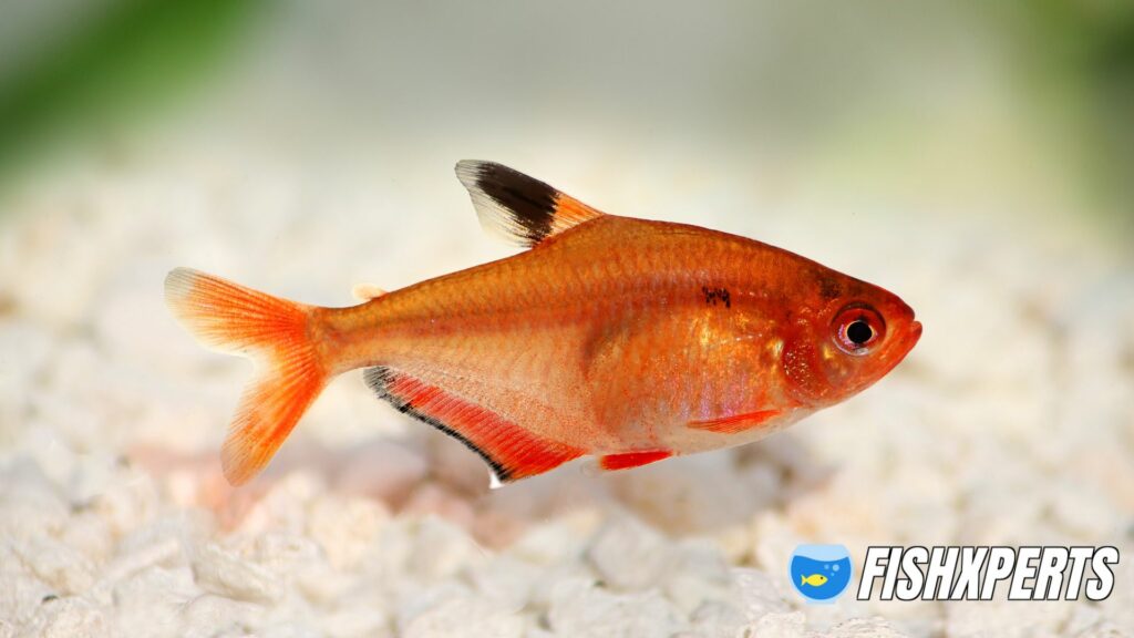 Single Tetra serpae fishtank