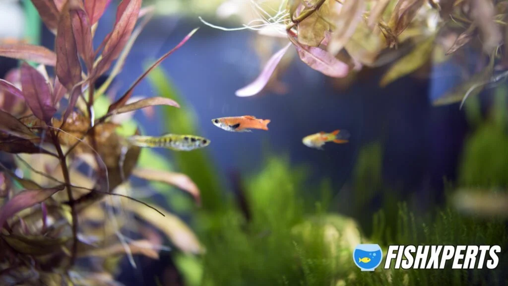 Small Endler's Livebearer