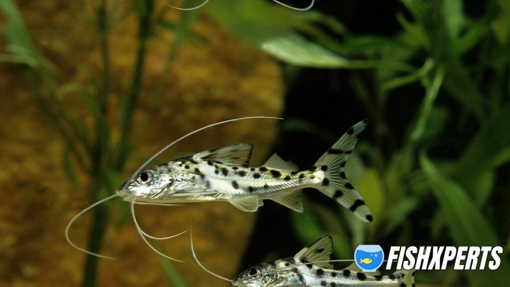 Spotted Pimelodus or Pictus Catfish, pimelodus pictus