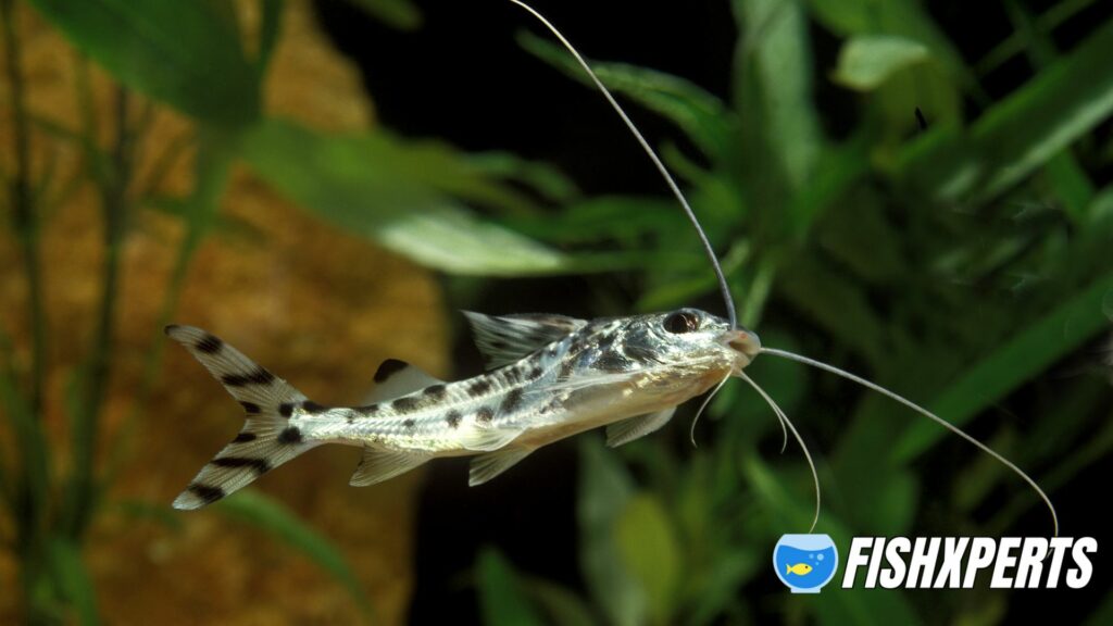 Spotted Pimelodus or Pictus Catfish, pimelodus pictus, Aquarium Fish