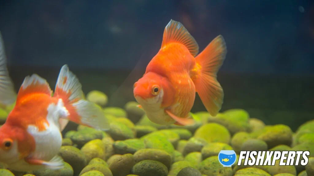 Swimming away from the camera a solitary Ryukin goldfish in a home aquarium