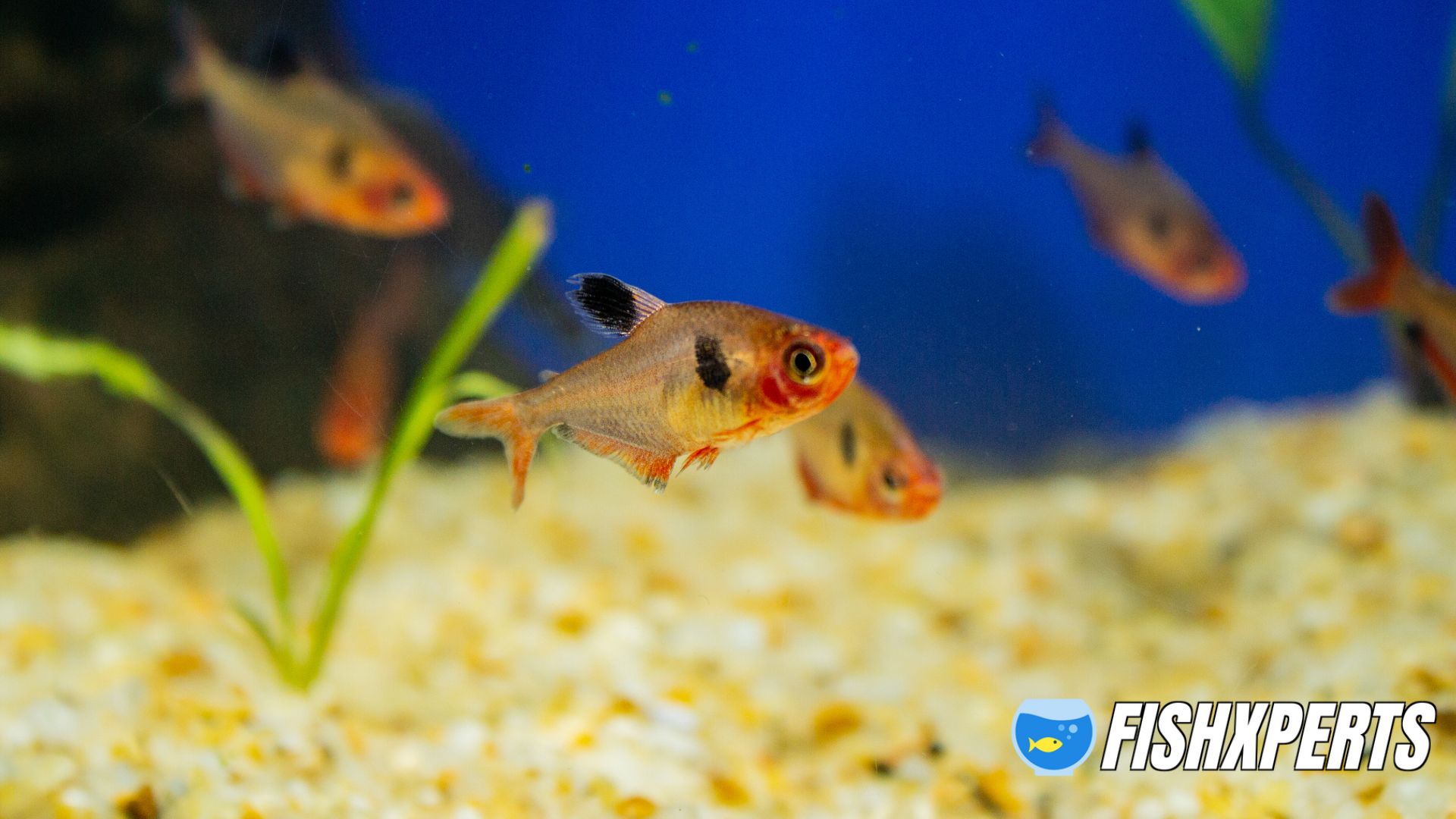 Tetra serpae fishtank