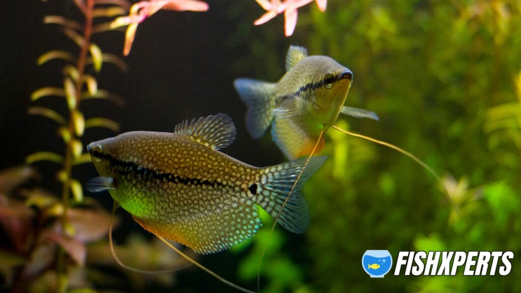 The pearl gourami (Trichopodus leerii)