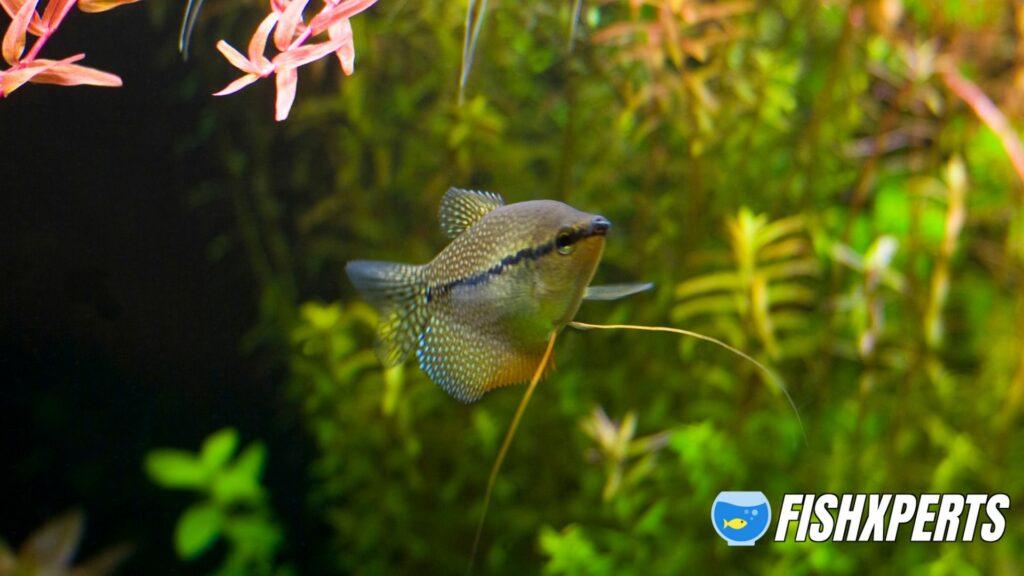 The pearl gourami (Trichopodus leerii) group