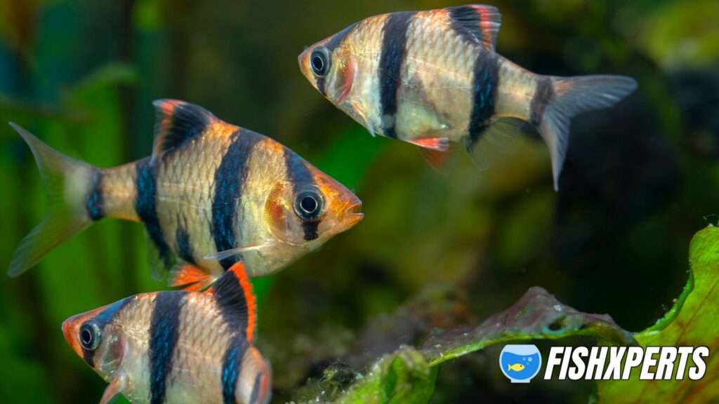 The tiger barb or Sumatra barb unsubstan