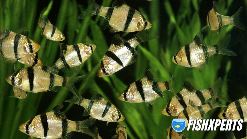 Tiger Barb, puntius tetrazona