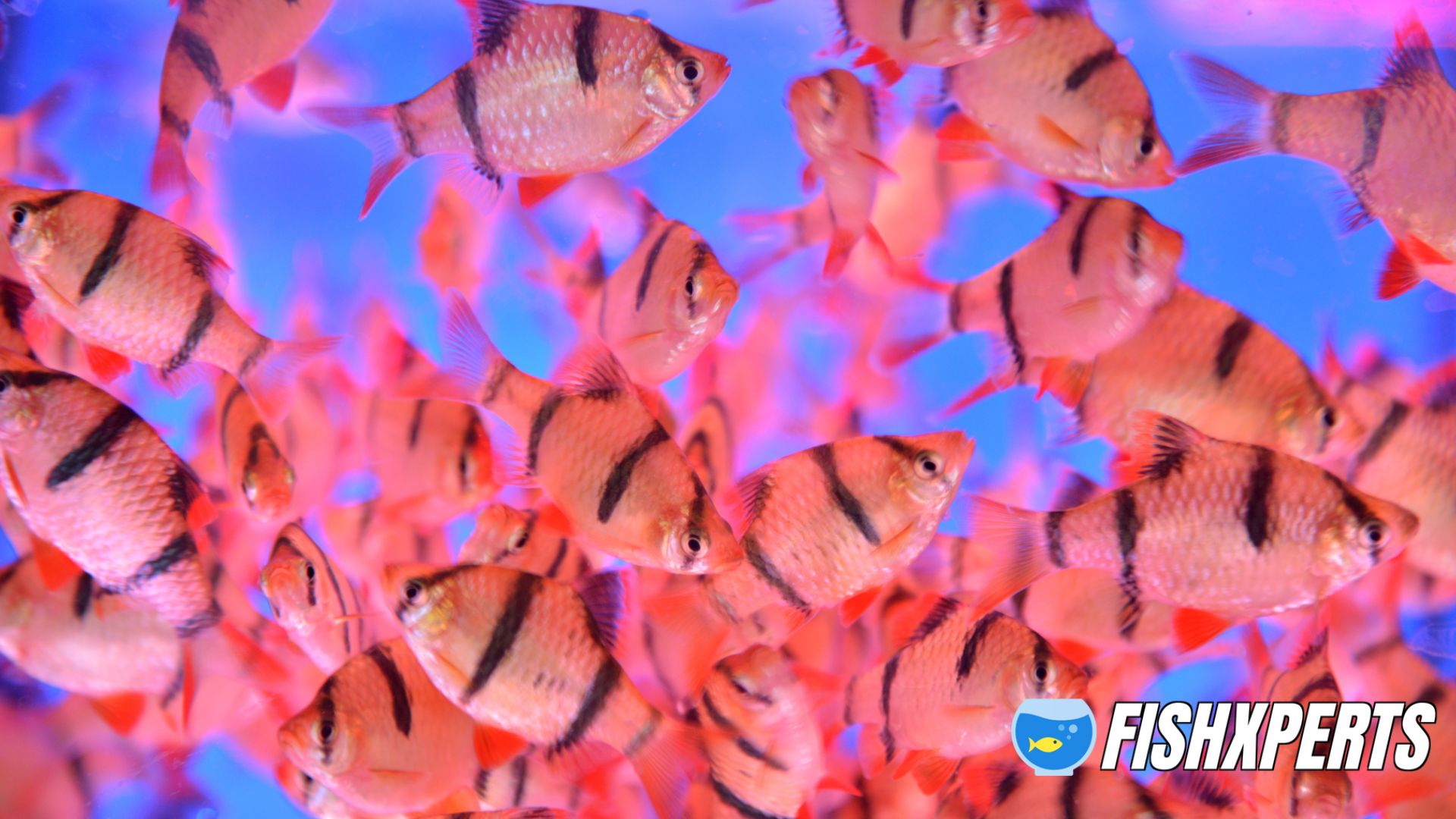 Tiger Barbs，tropical fishes background