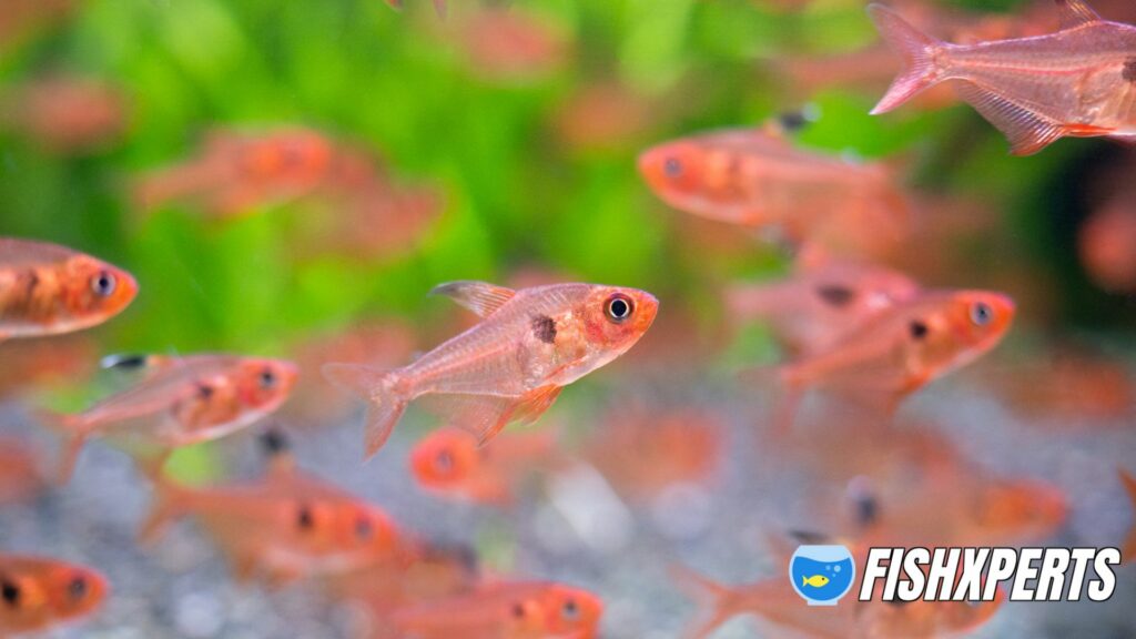 Tropical fish Red phantom