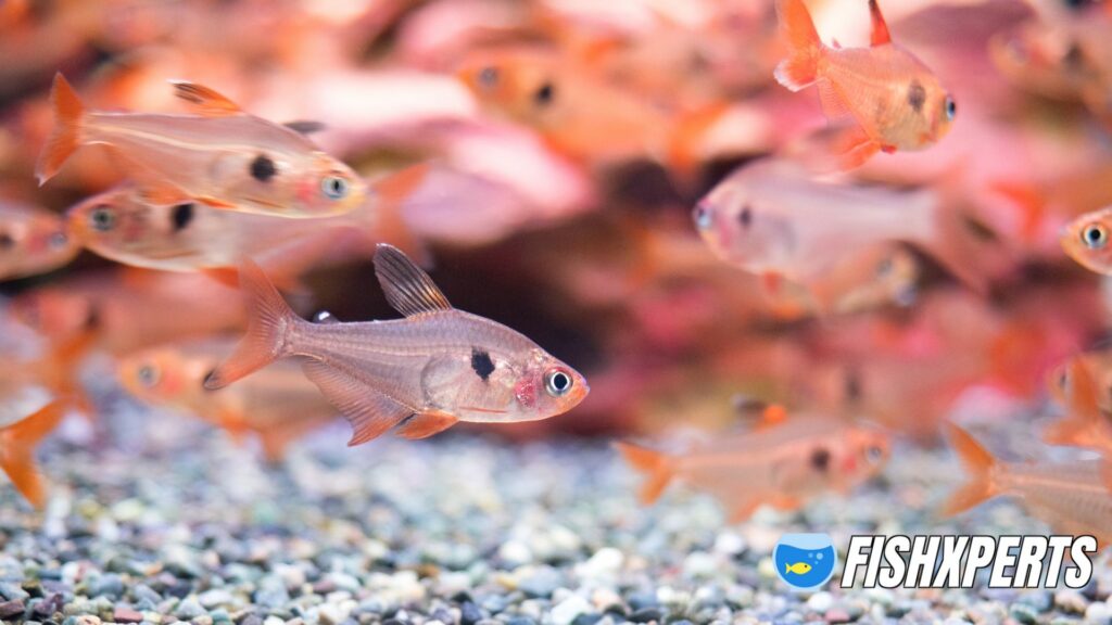 Tropical fish Red phantom Group