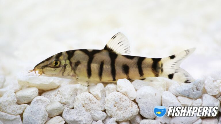 Yoyo Loach Care