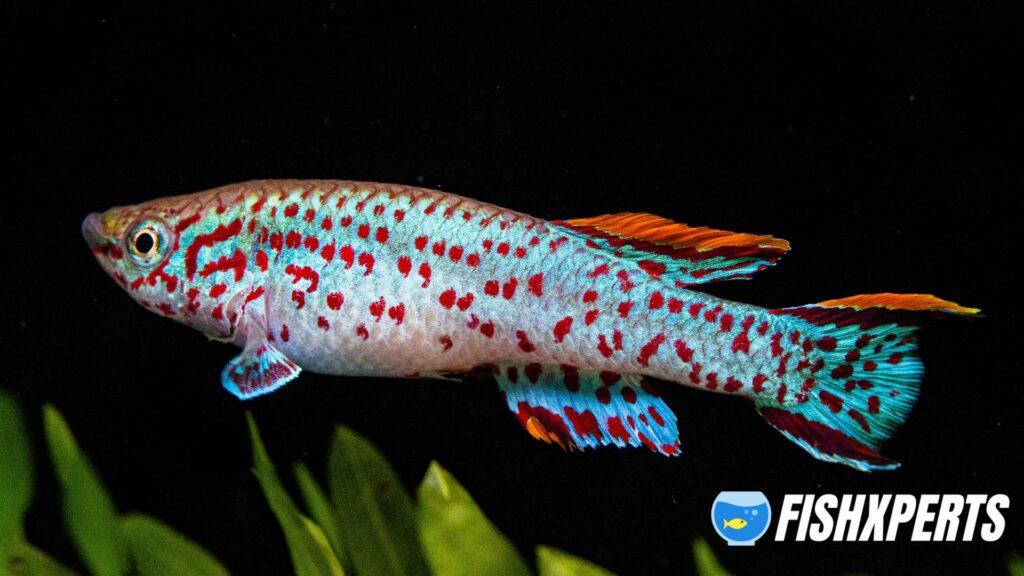 killifish