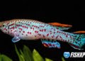 killifish