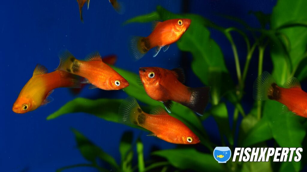 platy group in aquarium
