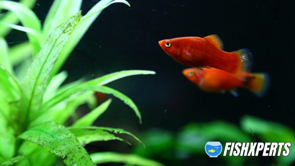 platy in aquarium