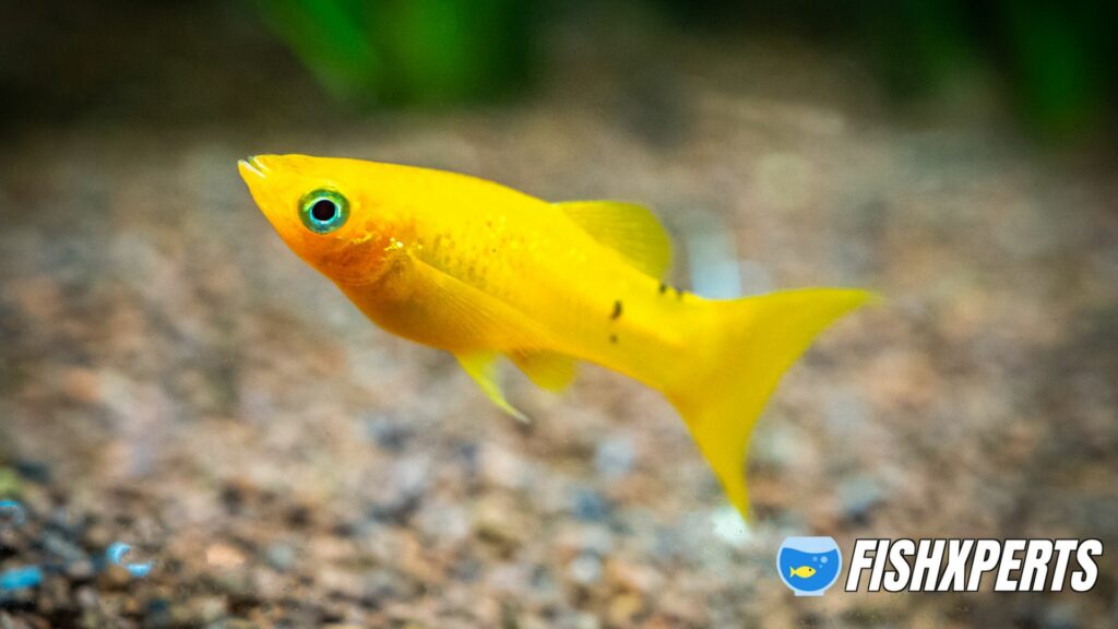 yellow molly fish (Poecilia sphenops) swimming on a fish tank